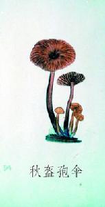 秋盔孢傘 秋盔孢傘