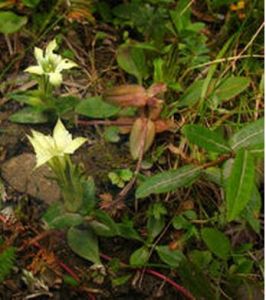 毛脈龍膽 毛脈龍膽