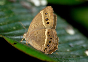 永澤黃斑蔭蝶 永澤黃斑蔭蝶