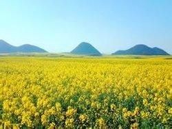 華雜5號 華雜5號