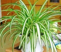 植物與室內空氣淨化