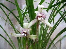 花中君子 花中君子