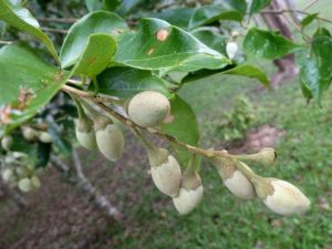 喙果鷹爪 喙果鷹爪