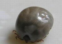 蜱蟲（資料圖片）