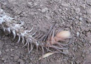 尾擬瘦尾蟲 尾擬瘦尾蟲