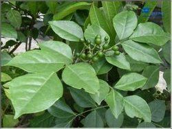 豆葉九里香 豆葉九里香