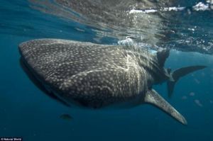 Whale shark
