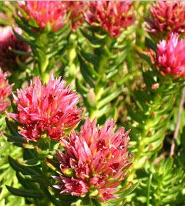 黃萼紅景天 黃萼紅景天