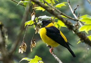 黑翅擬蠟嘴雀 黑翅擬蠟嘴雀