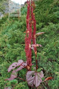 斑莖大黃 斑莖大黃