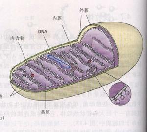 細胞質