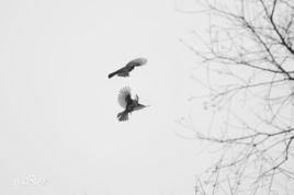 奈何緣淺[詩詞]