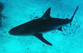 短吻檸檬鯊 短吻檸檬鯊