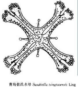 青島佐氏水母 青島佐氏水母