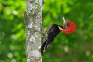 南美黑啄木鳥