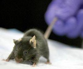 肺鼠疫情 肺鼠疫情