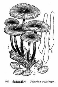 條蓋盔孢傘 條蓋盔孢傘