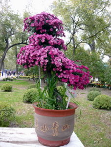 盆景粉菊 盆景粉菊