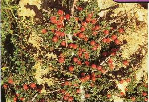 圓葉枸子 圓葉枸子