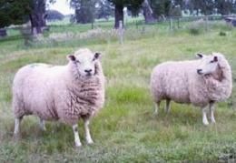 青海高原半細毛羊 青海高原半細毛羊