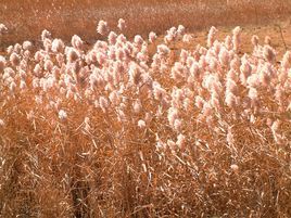 巴嘎紫堇 巴嘎紫堇