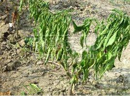 辣椒青枯病 辣椒青枯病