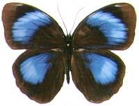 紫斑環蝶
