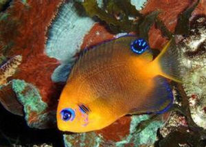 黑點仙魚 黑點仙魚