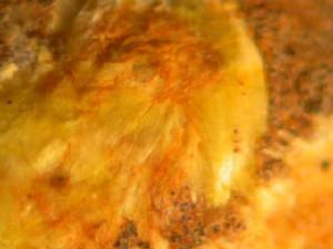 變碳鈣鈾礦 變碳鈣鈾礦