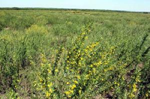 檸條[豆科植物]