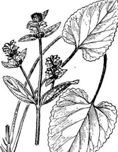 深紫糙蘇 深紫糙蘇