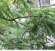 毛葉嶺南酸棗（變種）