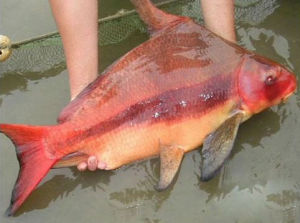 中華胭脂魚 中華胭脂魚