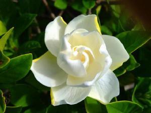 梔子花[茜草目茜草科植物]