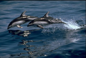 南方斑紋海豚 南方斑紋海豚