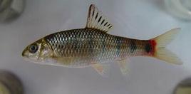 側條厚唇魚 側條厚唇魚