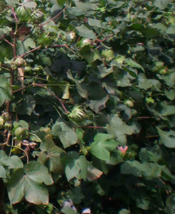 創雜棉20號 創雜棉20號