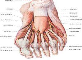 足背動脈搏動消失 足背動脈搏動消失