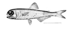 （圖）如:斑點燈籠魚