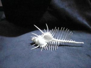 維那斯骨螺 維那斯骨螺