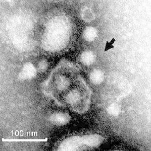 （圖）病毒的重組株