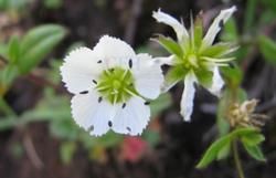 藥山無心菜 藥山無心菜