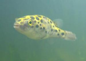 圓斑扁背魨 圓斑扁背魨