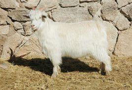 內蒙古白絨山羊 內蒙古白絨山羊