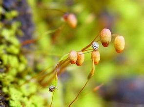 隱蒴蘚科 隱蒴蘚科