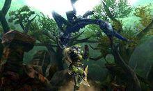 黑狼鳥毒尾倒鉤