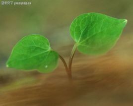 雙子葉植物 雙子葉植物