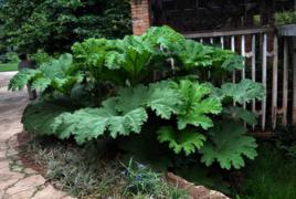 大根乃拉草 大根乃拉草