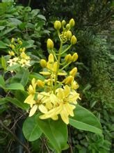 金虎尾屬 金虎尾屬