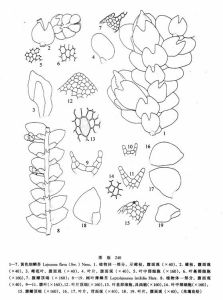 黃色細鱗苔墨線圖